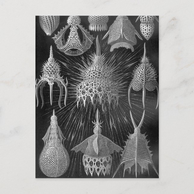 Ernst Haeckel Cyrtoidea Postcard (Front)