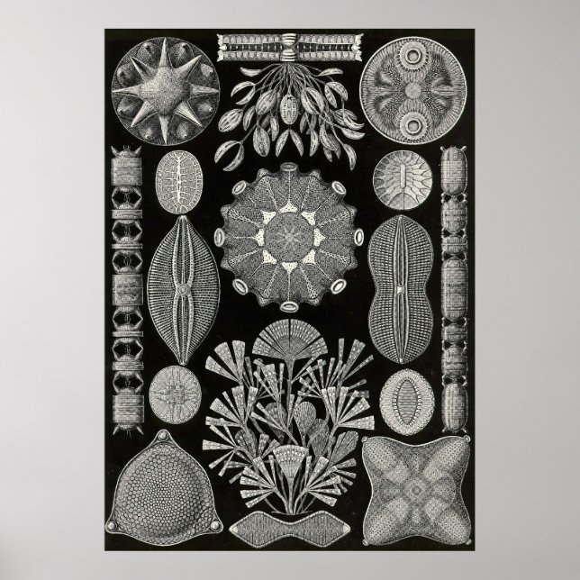 Ernst Haeckel - Diatomea2 Poster (Front)