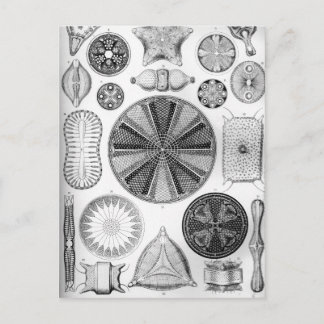 Ernst Haeckel Diatomea Postcard