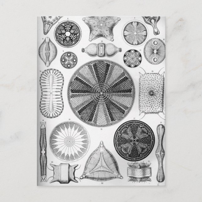 Ernst Haeckel Diatomea Postcard (Front)