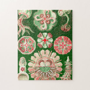 Ernst Haeckel Discomedusae (Aurelia) Jigsaw Puzzle