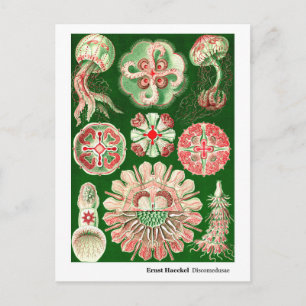 Ernst Haeckel Discomedusae (Aurelia) New Address Announcement Postcard