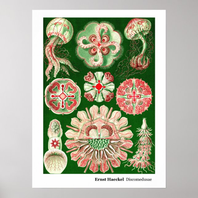 Ernst Haeckel Discomedusae (Aurelia) Poster (Front)