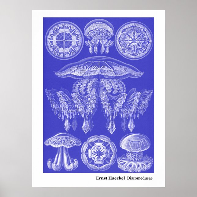 Ernst Haeckel Discomedusae III Poster (Front)