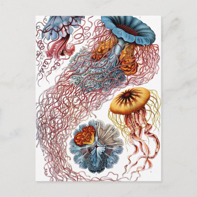 Ernst Haeckel Discomedusae Jellyfish Postcard (Front)