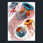 Ernst Haeckel Discomedusae Jellyfish Poster<br><div class="desc">Discomedusae is a taxonomic group (subclass of the Scyphozoa) of jellyfish. Ernst Heinrich Philipp August Haeckel was a German biologist, naturalist, philosopher, physician, professor, marine biologist, and artist who discovered, described and named thousands of new species, mapped a genealogical tree relating all life forms, and coined many terms in biology,...</div>