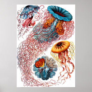 Ernst Haeckel Discomedusae Jellyfish Poster