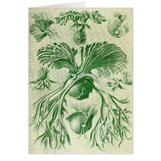 Ernst Haeckel - Filicinae (Front)