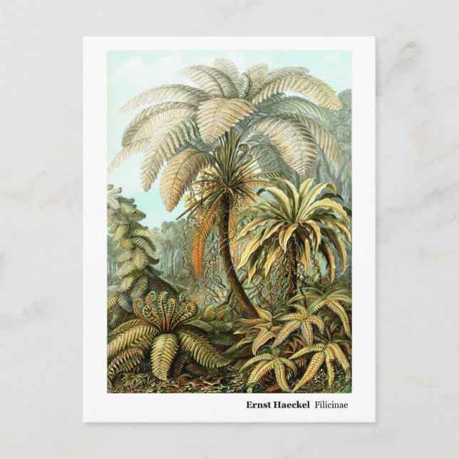 Ernst Haeckel Filicinae Postcard (Front)