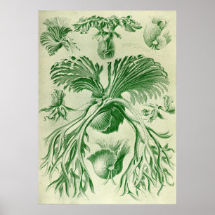 Ernst Haeckel - Filicinae Poster