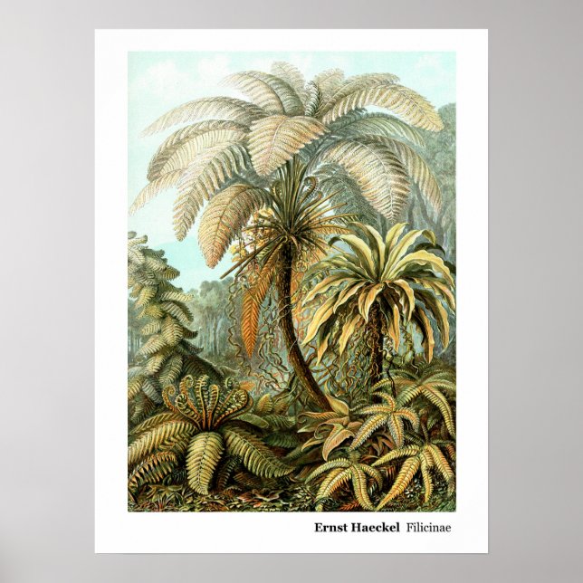 Ernst Haeckel Filicinae Poster (Front)
