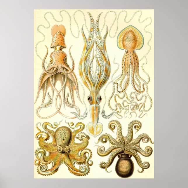 Ernst Haeckel — Gamochonia Poster (Front)