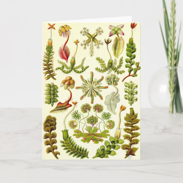 Ernst Haeckel — Hepatiae Card (Front)