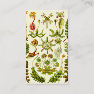 Ernst Haeckel Hepaticae Business Card