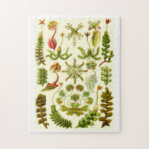 Ernst Haeckel Hepaticae Jigsaw Puzzle