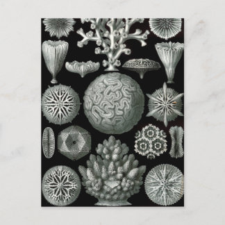 Ernst Haeckel Hexacorallia Coral Postcard