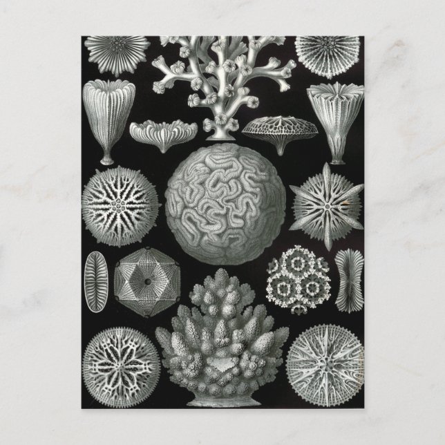 Ernst Haeckel Hexacorallia Coral Postcard (Front)