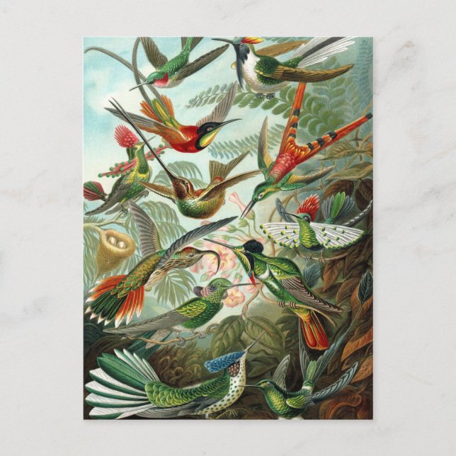 Ernst Haeckel Hummingbirds - Art Forms of Nature Postcard (Front)
