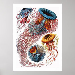 Ernst Haeckel Jellyfish Poster