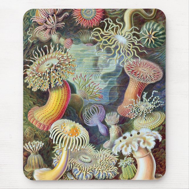 Ernst Haeckel Kunstformen der Natur Actiniae Mouse Pad (Front)