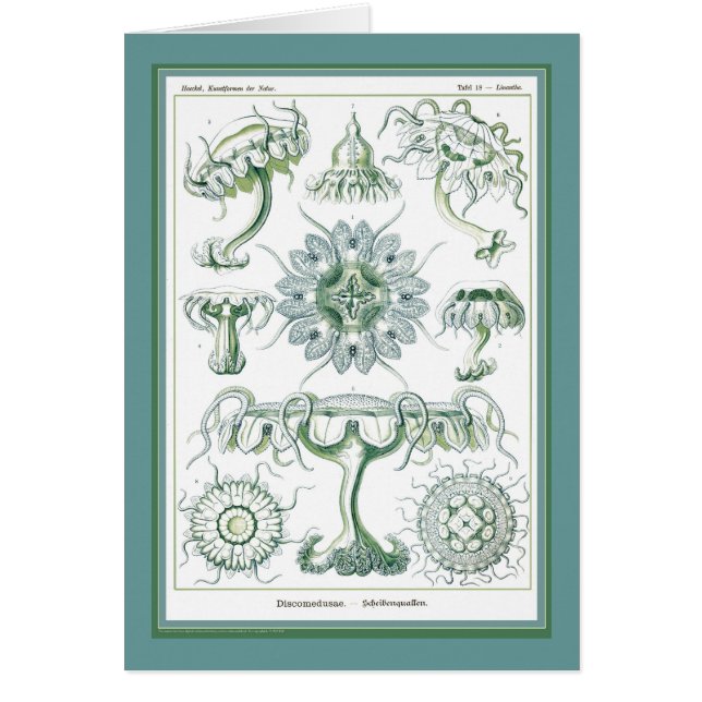 Ernst Haeckel - Kuntsformen der Nature - Tafel 18 (Front)