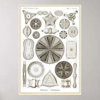 Ernst Haeckel - Kuntsformen der Nature - Tafel 4 Poster