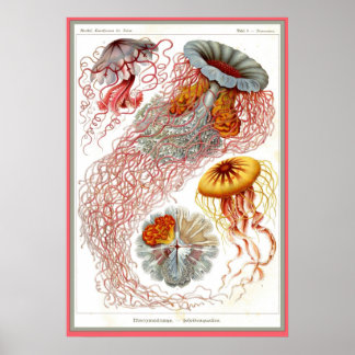 Ernst Haeckel - Kuntsformen der Nature - Tafel 8 Poster