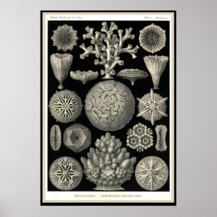 Ernst Haeckel - Kuntsformen der Nature - Tafel 9 Poster