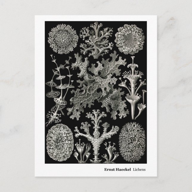 Ernst Haeckel Lichens Postcard (Front)
