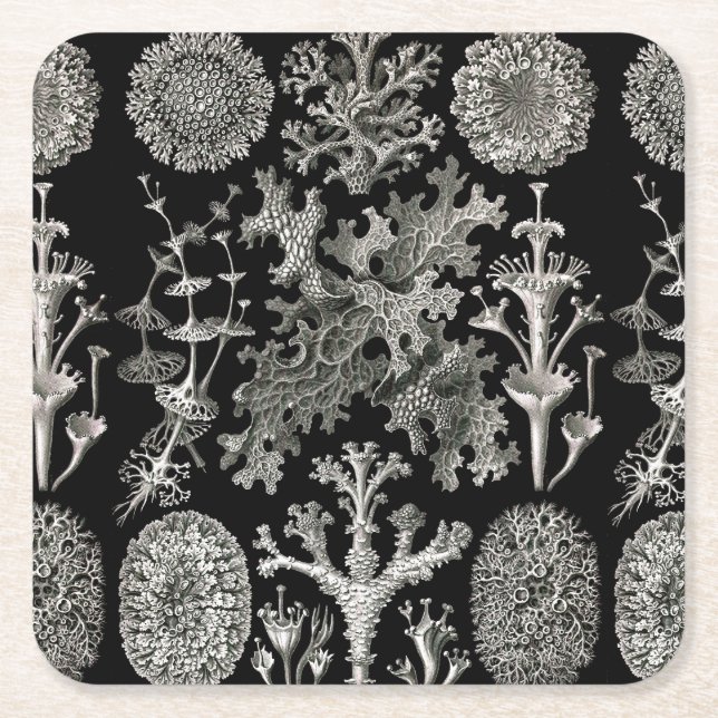 Ernst Haeckel Lichens Square Paper Coaster (Front)