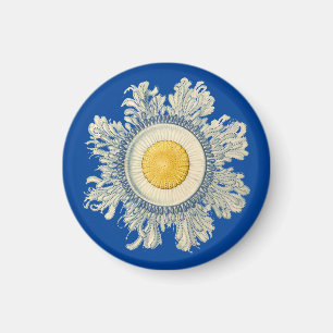 Ernst Haeckel Magnet