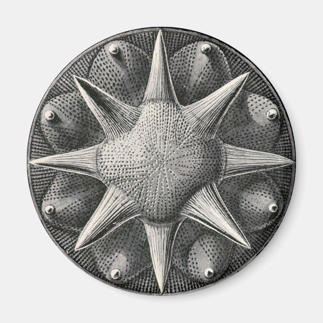 Ernst Haeckel Magnet (Front)