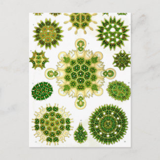 Ernst Haeckel Melethallia Postcard