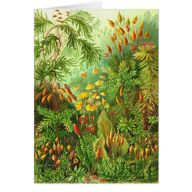 Ernst Haeckel - Muscinae (Front)