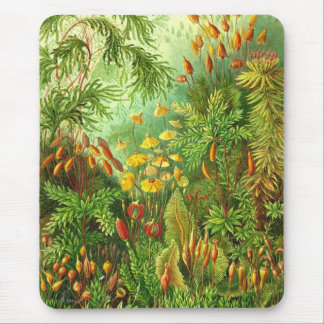 Ernst Haeckel - Muscinae Mouse Pad