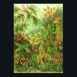 Ernst Haeckel - Muscinae Poster<br><div class="desc">Ernst Haeckel - Muscinae</div>