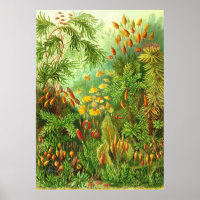 Ernst Haeckel - Muscinae