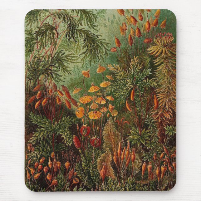 Ernst Haeckel Muscinae vintage illustration Mouse Pad (Front)