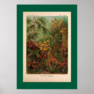 Ernst Haeckel Muscinae vintage illustration Poster