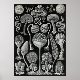 Ernst Haeckel - Mycetozoa Poster