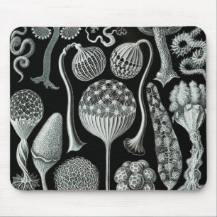 Ernst Haeckel Naturalista Mouse Pad