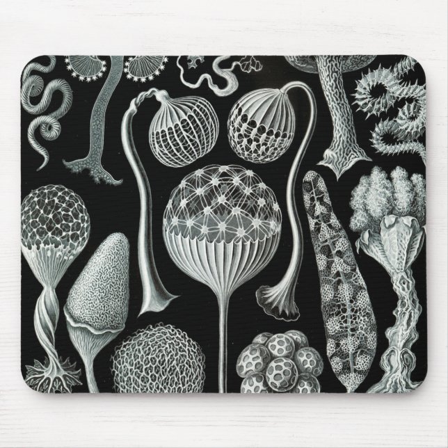 Ernst Haeckel Naturalista Mouse Pad (Front)