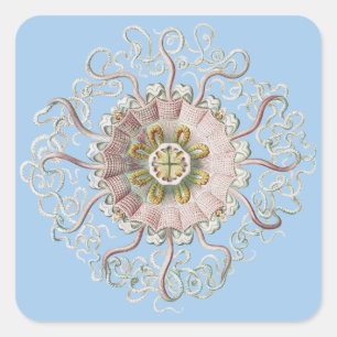 Ernst Haeckel Nautical Pink Jellyfish Medusa Square Sticker