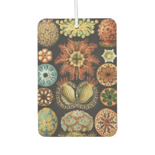 Ernst Haeckel Nautical Sea Life Art Collage Car Air Freshener