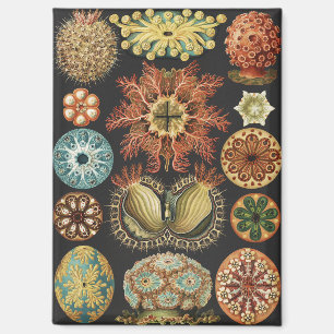 Ernst Haeckel Nautical Sea Life Art Collage Magnet