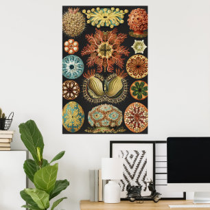 Ernst Haeckel Nautical Sea Life Art Collage Poster
