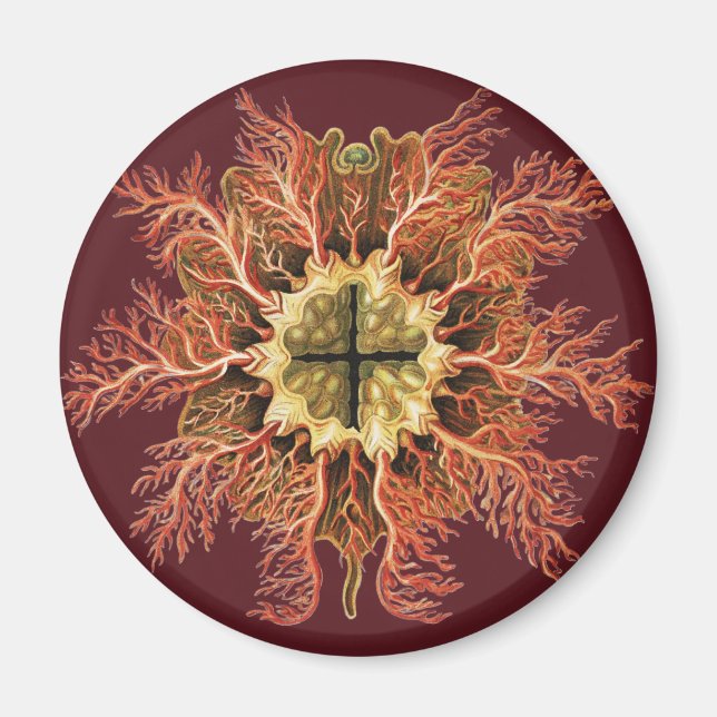 Ernst Haeckel Nautical Tunicate Red Sea Life Art Magnet (Front)