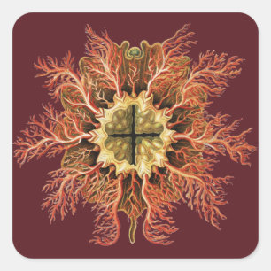 Ernst Haeckel Nautical Tunicate Red Sea Life Art Square Sticker