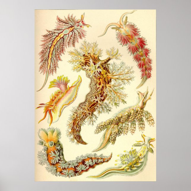 Ernst Haeckel - Nudibranchia Poster (Front)