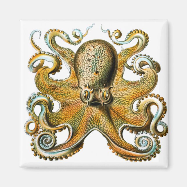 ernst haeckel octopus magnet (Front)